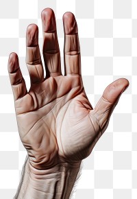PNG Hand hand finger gesturing. 