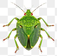 PNG Common green shield bug animal insect plant.