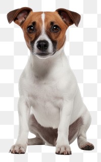 PNG  Jack russel mammal animal puppy.