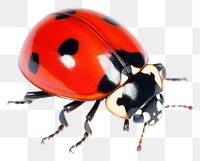 PNG Ladybug ladybug animal insect.