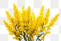 PNG Yellow Goldenrod flowers blossom yellow plant.
