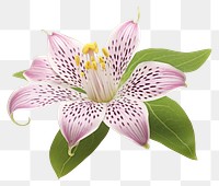 PNG  Japanese toad lily flower blossom petal.