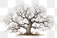PNG Tree drawing tree sketch