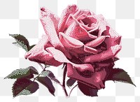 PNG  Rose rose art pattern.
