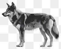PNG  Wolf wolf mammal animal.