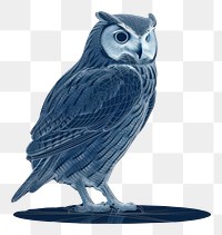 PNG  Owl drawing animal bird.
