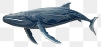 PNG  Whale whale animal mammal.