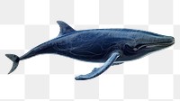 PNG  A whale animal mammal shark.