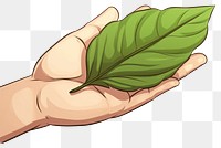 PNG Human hand holding Leaf leaf plant annonaceae.