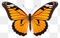 PNG Butterfly animal insect white background. AI generated Image by rawpixel.