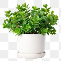 PNG Lush jade plant leaf white background houseplant.