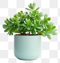 PNG Lush jade plant leaf white background houseplant.