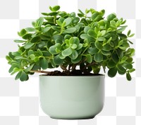 PNG Lush jade plant leaf white background houseplant.