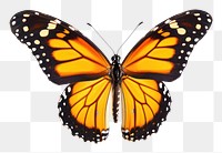 PNG Flying plain tiger butterflies butterfly animal insect. AI generated Image by rawpixel.