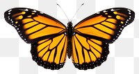 PNG Flyinh butterflies butterfly animal insect. 