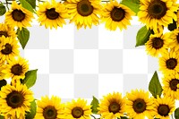 PNG Sunflower border backgrounds plant petal. AI generated Image by rawpixel.