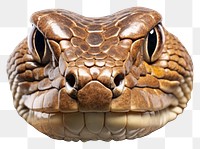 PNG King cobra head reptile animal snake.