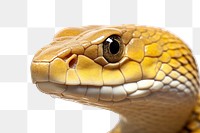 PNG King cobra head reptile animal snake.