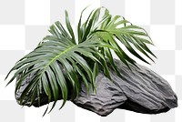 PNG  Rock heavy element Palm leaves shape outdoors nature plant.