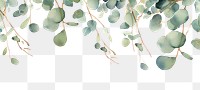 PNG Eucalyptus twigs backgrounds plant leaf.