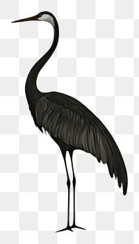 PNG  Crane animal bird waterfowl. 