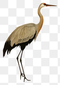 PNG  Crane animal bird ciconiiformes