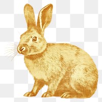 PNG  Rabbit animal rodent mammal. AI generated Image by rawpixel.