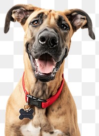 PNG Brown Great Dane portrait mammal animal. 