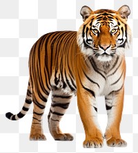PNG  Tiger wildlife animal mammal.