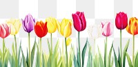 PNG Colorful tulip border outdoors flower nature.