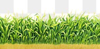 PNG Corn field border agriculture backgrounds outdoors.