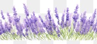 PNG Lavender border blossom flower plant.