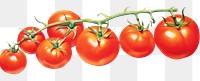 PNG Tomatos border vegetable fruit plant.