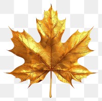 PNG Golden autumn leaf plant tree white background.