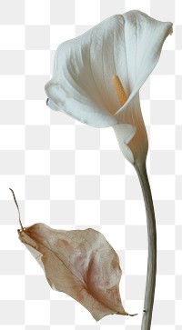 PNG Real Pressed a Calla Lily flower petal plant.