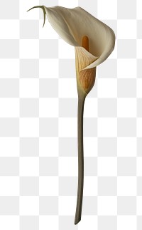 PNG Real Pressed a Calla Lily flower plant inflorescence.