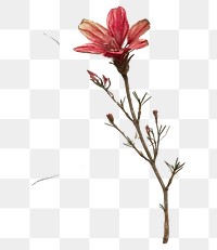 PNG Real Pressed a Christmas flower plant petal art.