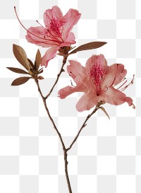 PNG Real Pressed a Azalea flower blossom petal.