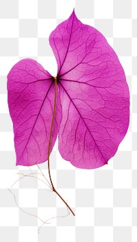 PNG Bougainvillea purple flower petal.