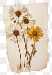 PNG Bouquet of daisy flower sunflower petal.