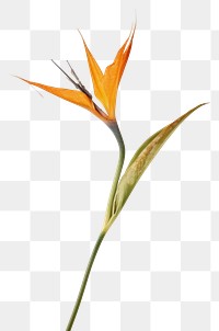 PNG Bird of paradise flower plant petal.