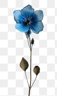 PNG Real Pressed a Blue flower petal plant blue.