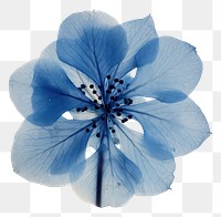 PNG Real Pressed a blue hydrangea flower petal plant.