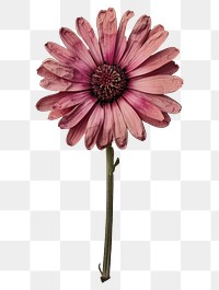 PNG Real Pressed a Gerbera flower petal plant.