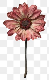 PNG Real Pressed a Gerbera flower pattern plant.