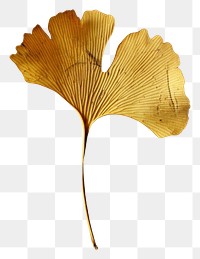PNG Real Pressed a Ginkgo Leaf leaf textured plant.