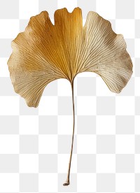 PNG Real Pressed a Ginkgo Leaf leaf plant accessories.