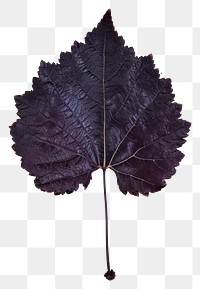 PNG Real Pressed a Grape Leaf leaf textured plant.