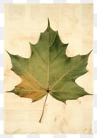PNG Green maple leaf plant paper tree.