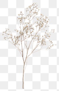 PNG Real Pressed a Gypsophila flower plant freshness.